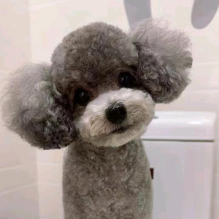 铁岭如懿宠物经营有限公司