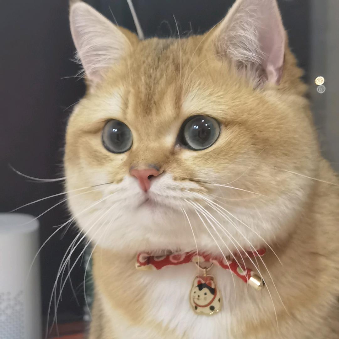 灰灰大王👑