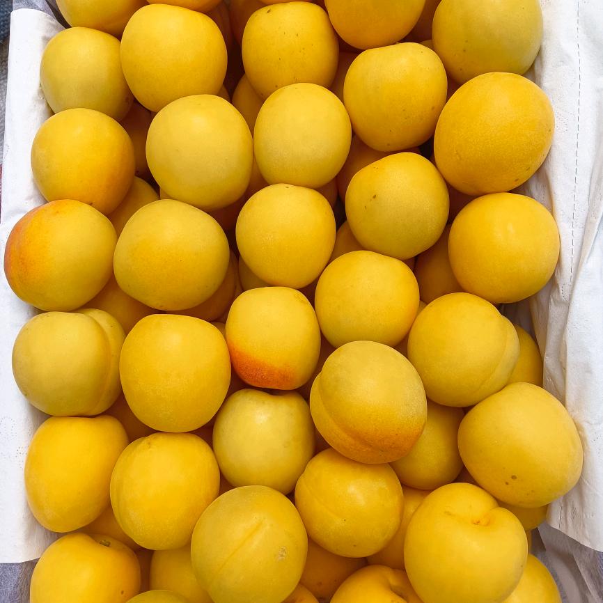 香饽饽