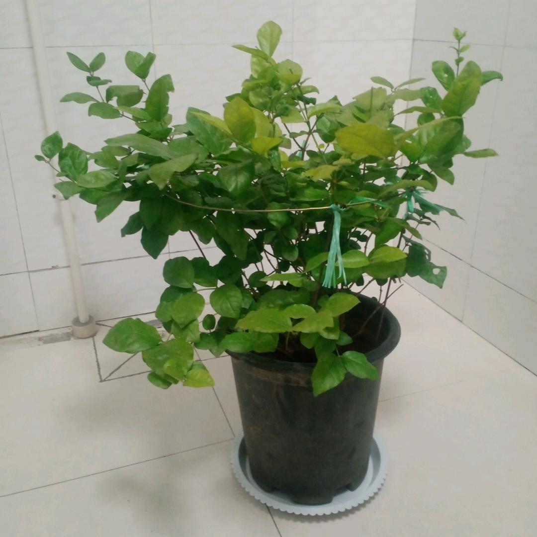 你好😁
