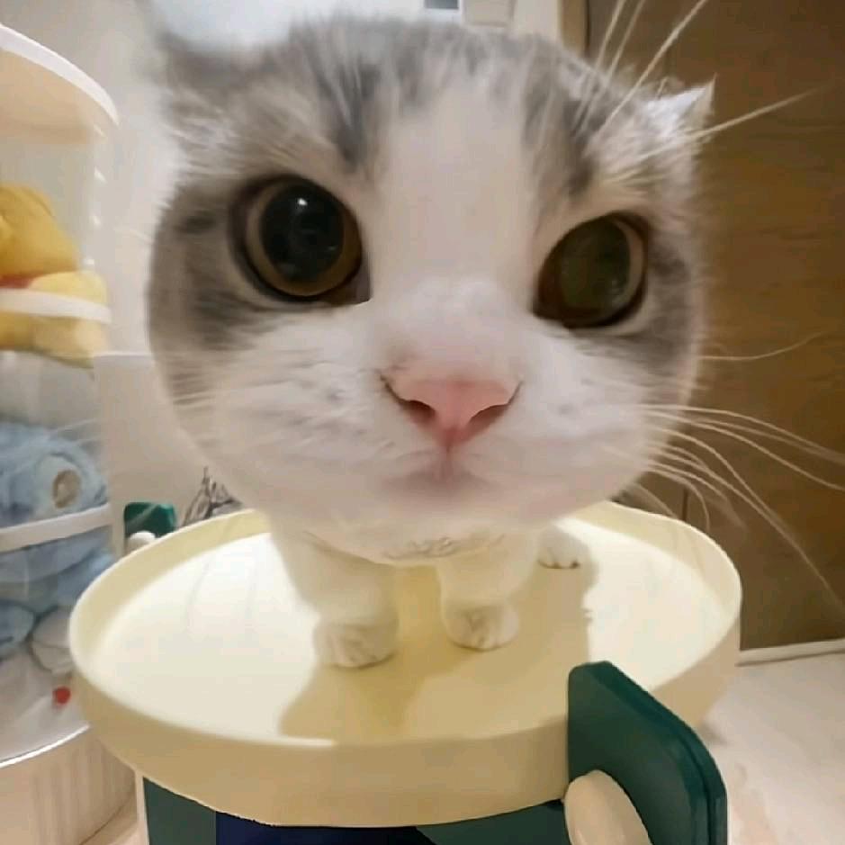 嘎嘎嘎嘎