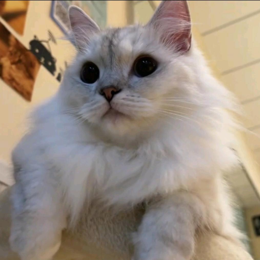 小杨