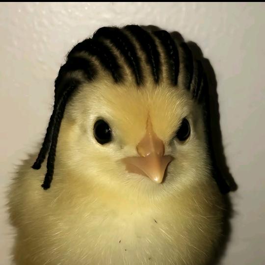 八口（小鸡毛）