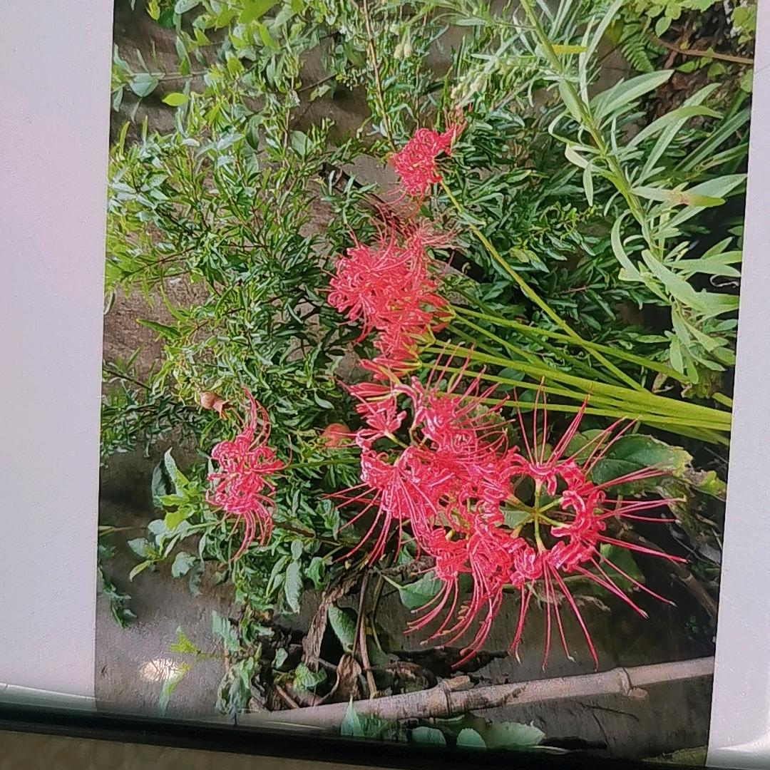 荼靡