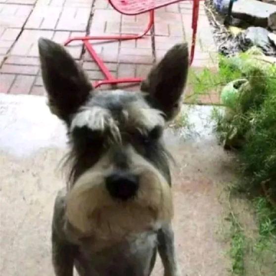 无恶不作欧琳弟