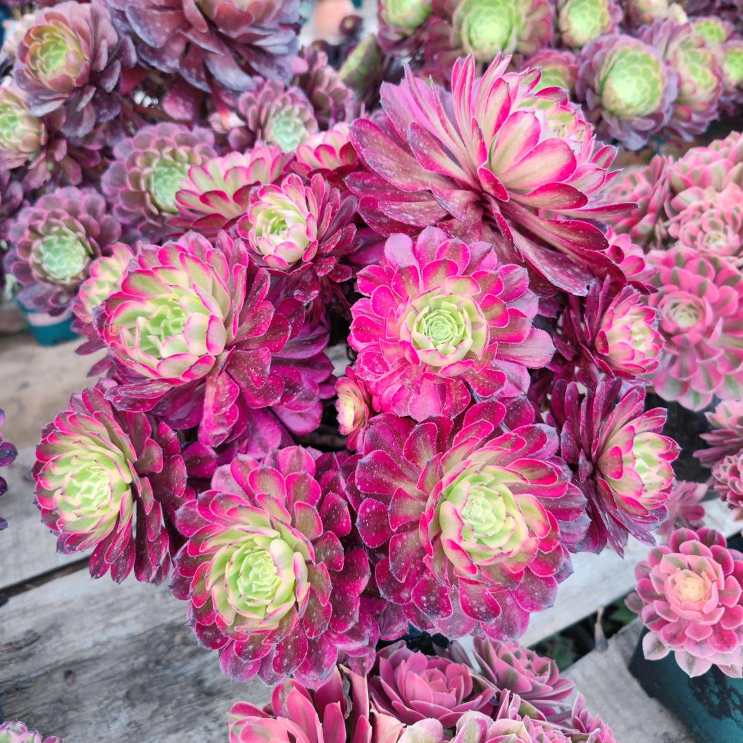 许你一生多肉法师