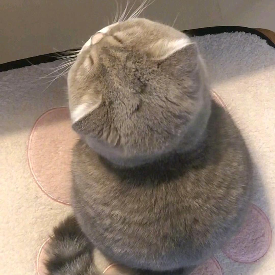 猫猫