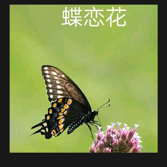 蝶恋花