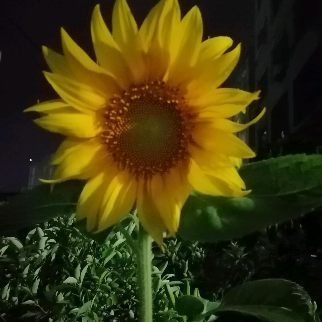 阮正贵
