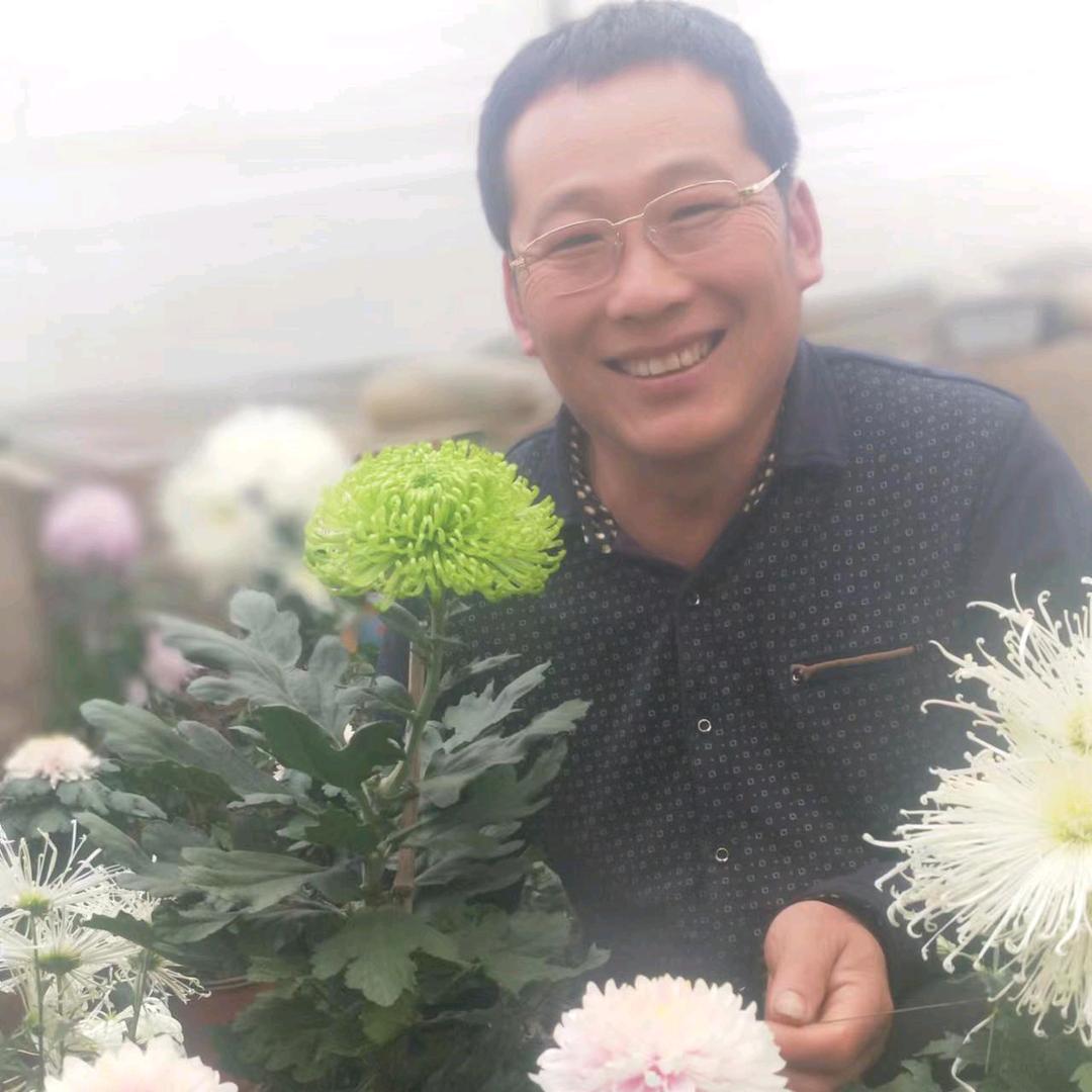 观赏菊花和梨香菊花茶