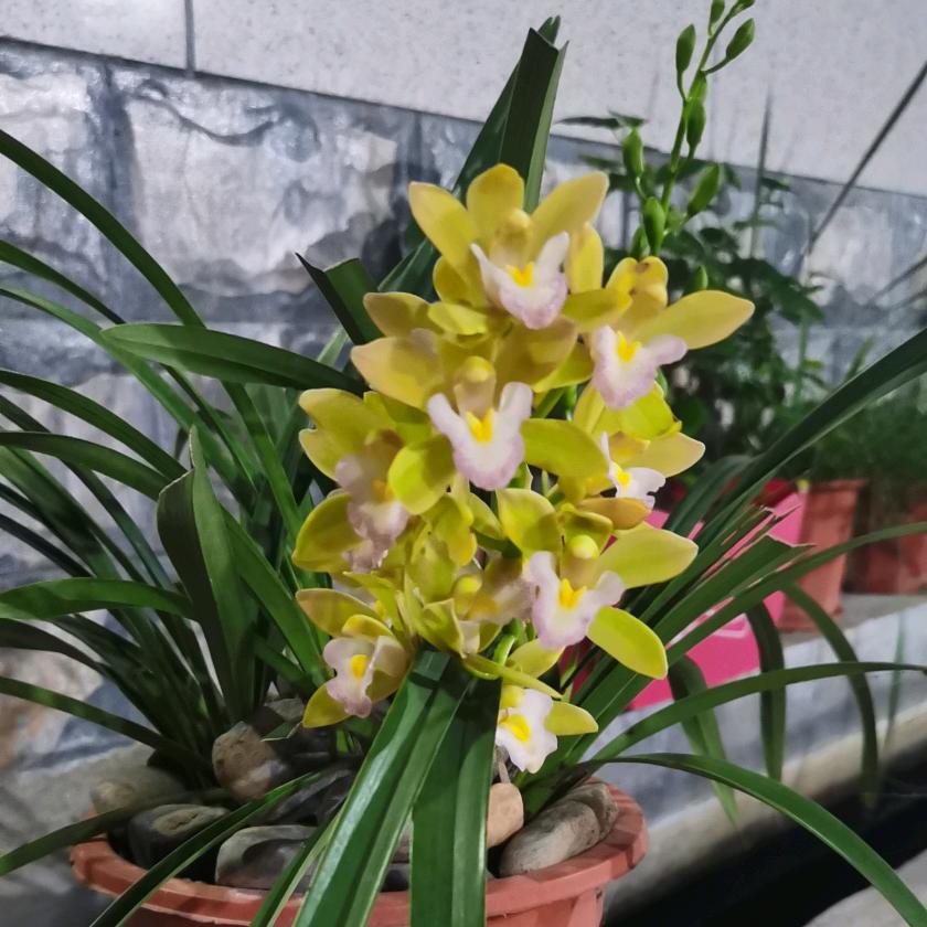 花好月圆💃💃💃