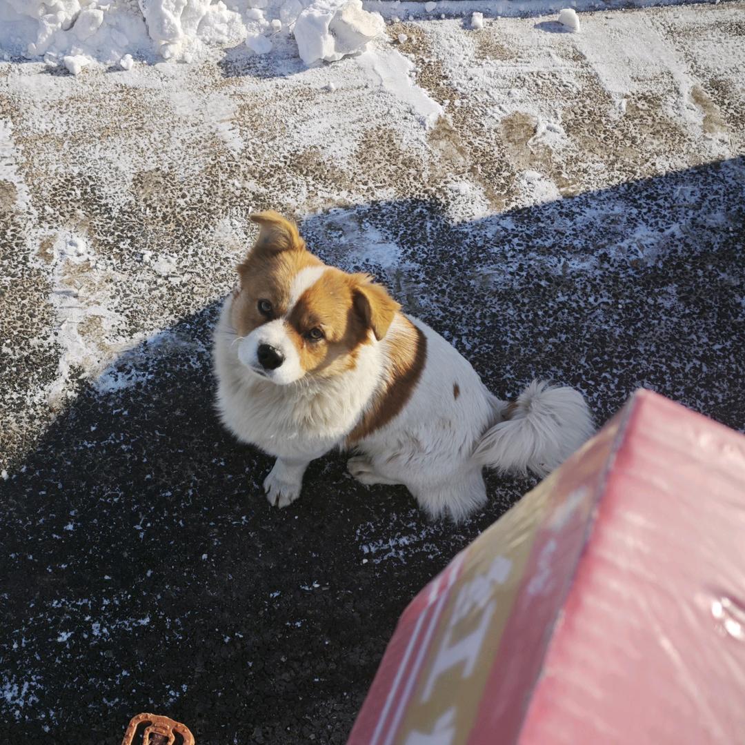 AAA仓鼠批发涵哥