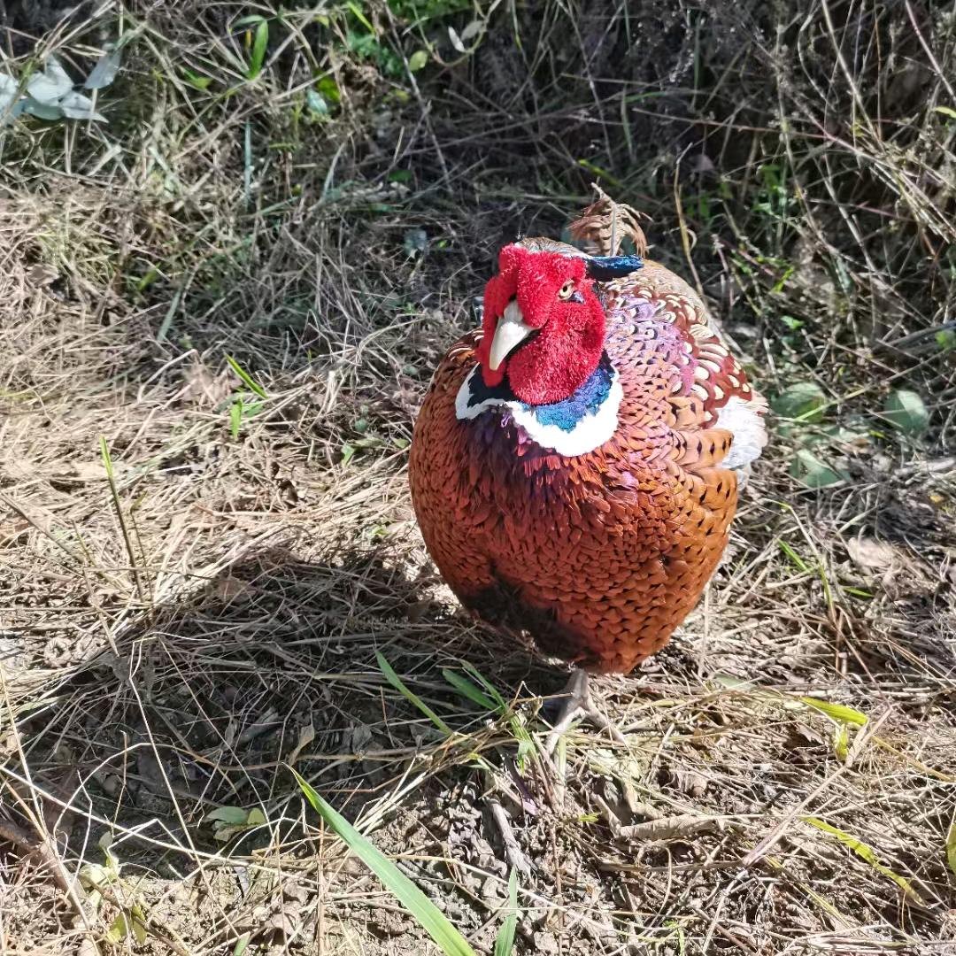 广东小潘