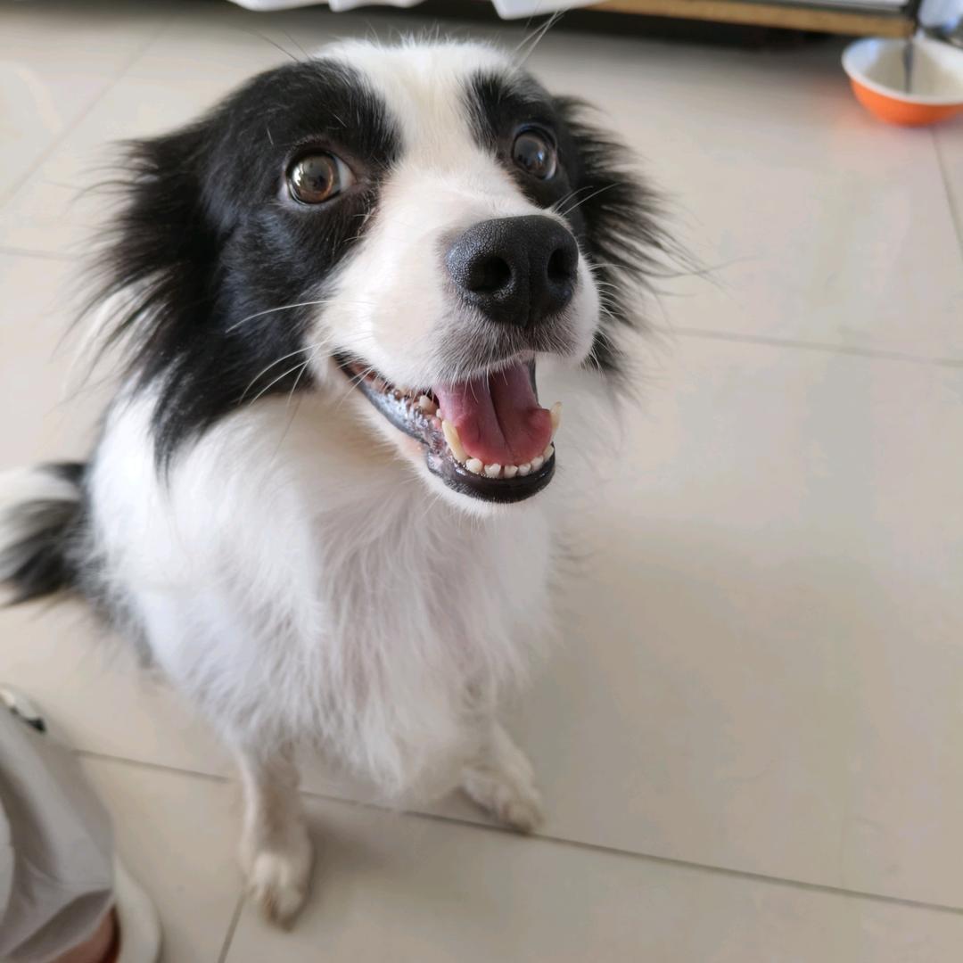 边牧幼犬小花