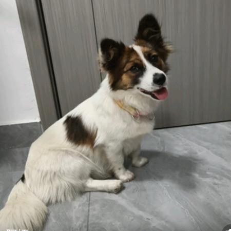 小柒不贪吃