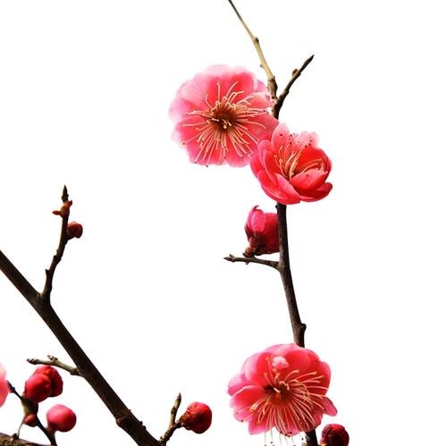 梅花八香头像