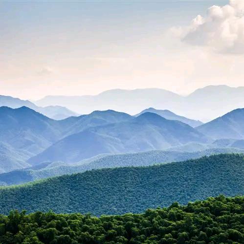 锦鲤静莱