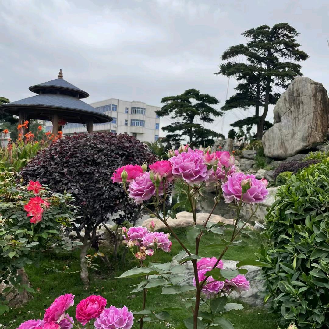 铁樹临風