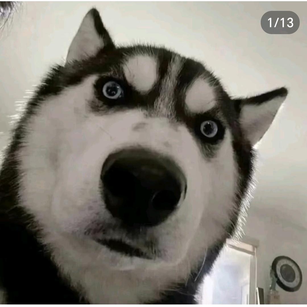 LZ亭瞳