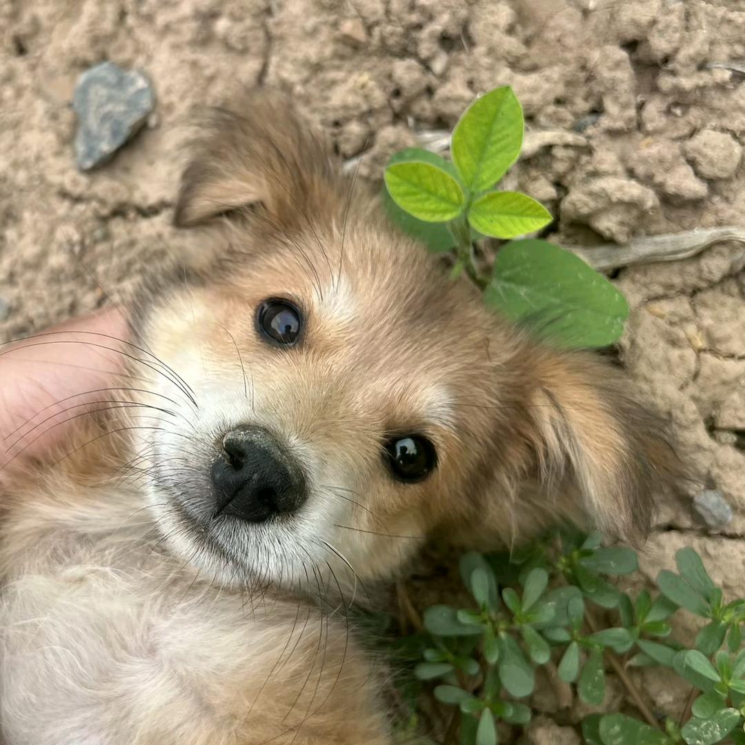 辣芙
