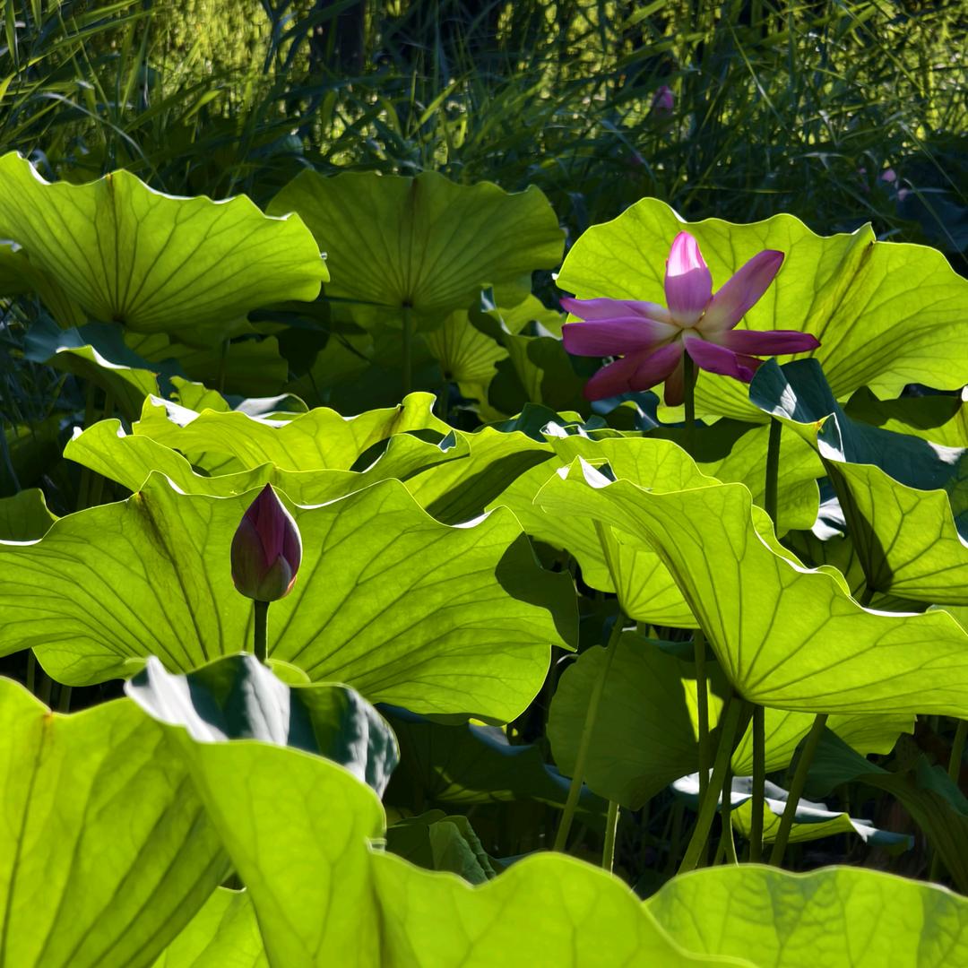 小籹人【】❤️🌹🎁💰