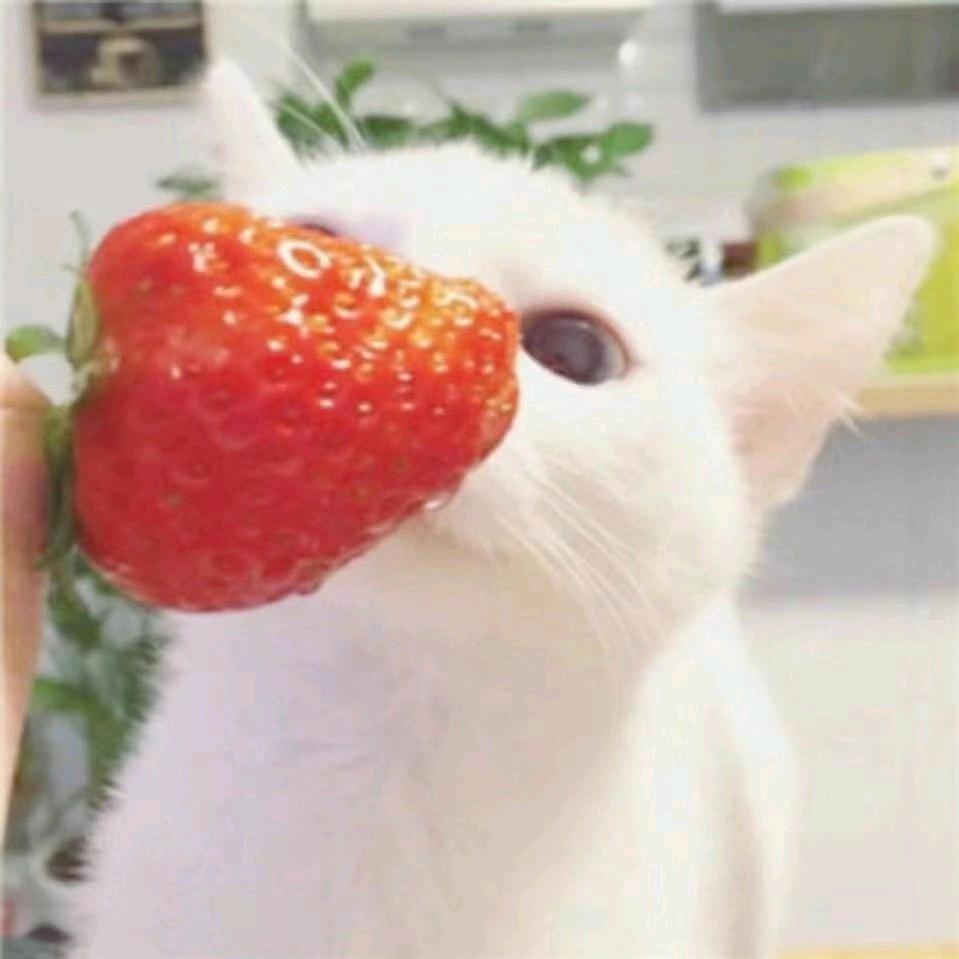 茉莉头像