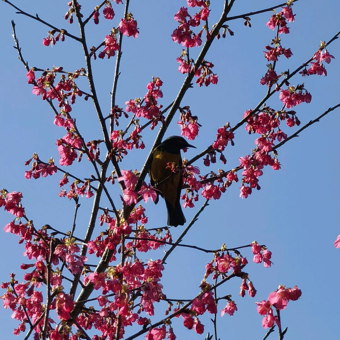 以沫