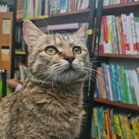 流浪猫琥珀