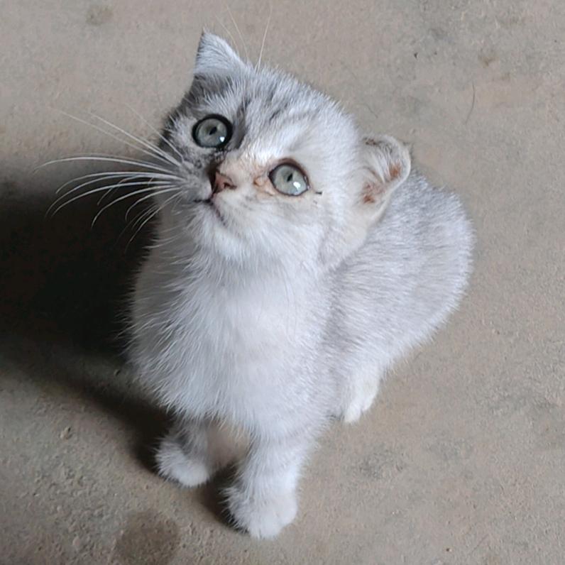小萌