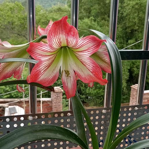 （小罗子）luoshuhui