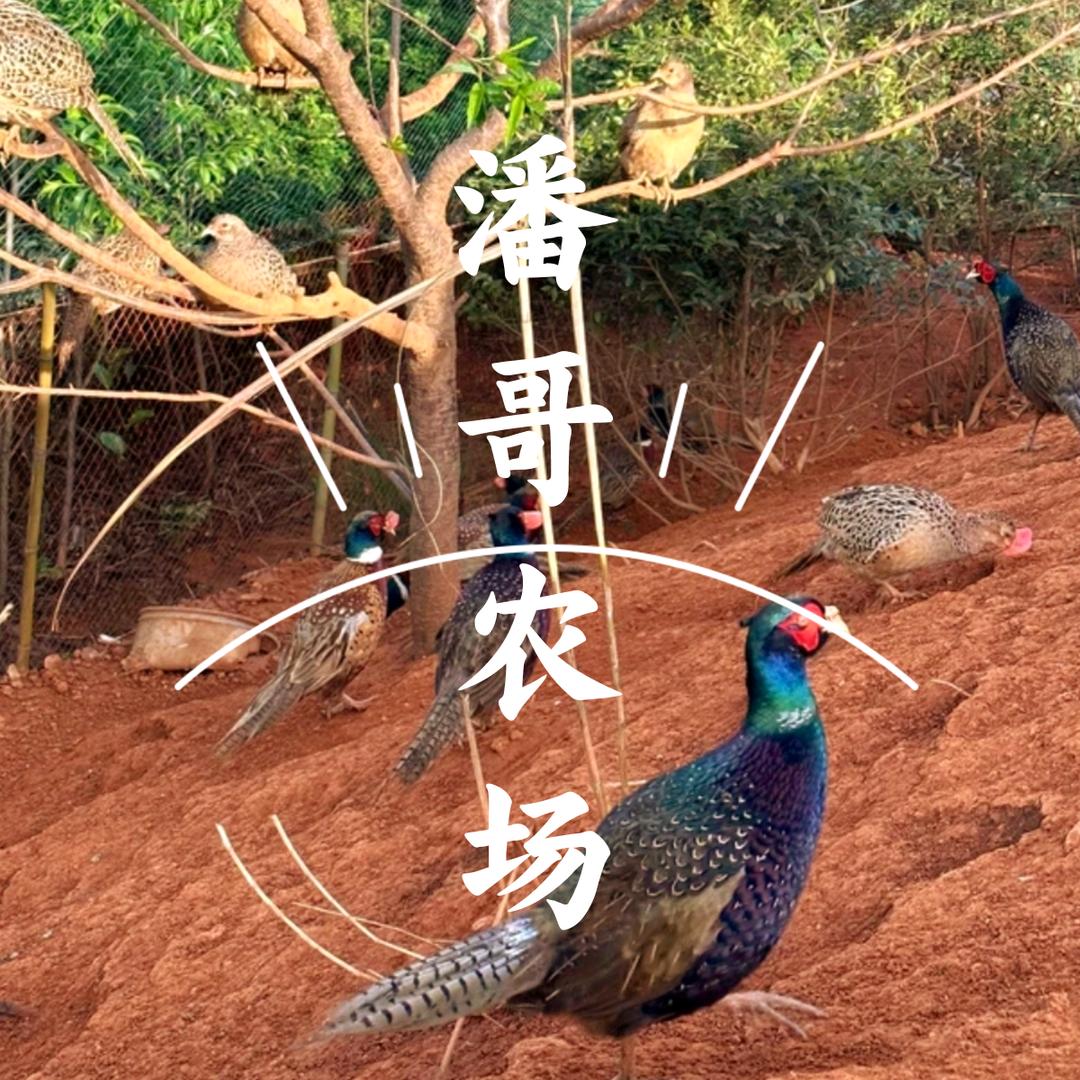 泰顺*^O^*野鸡哥