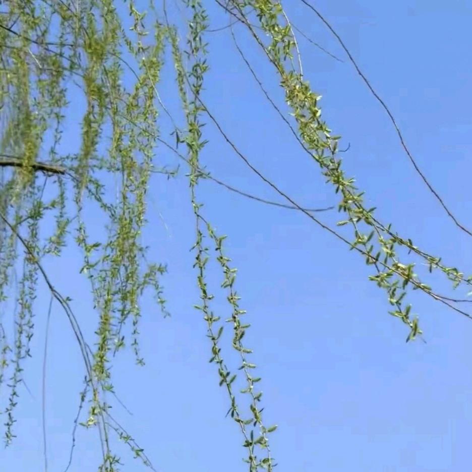 小羽羽呀