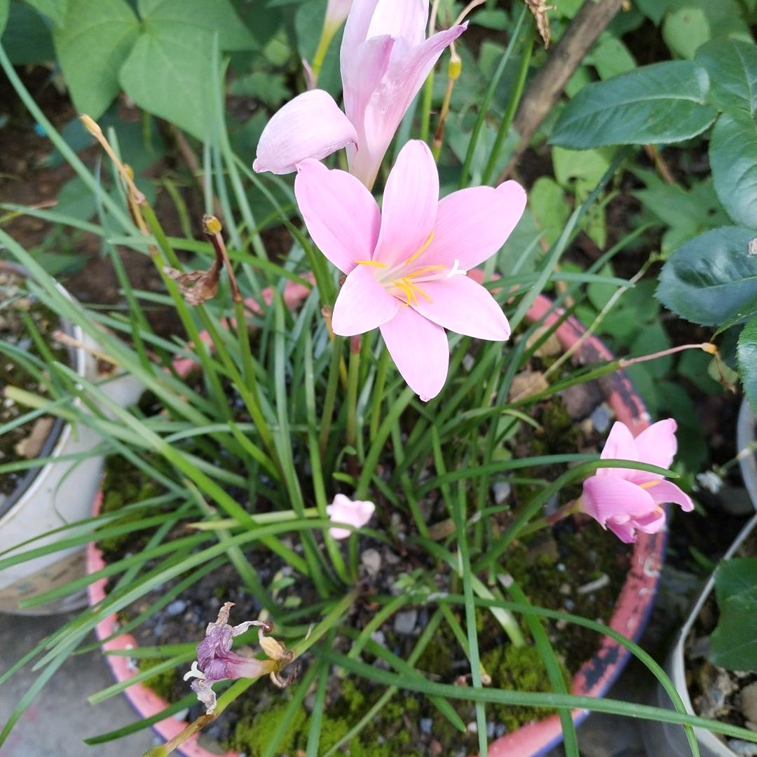 ໑ຼₒ₂₃ღ᭄ 冷心ン为王🕊꧔ꦿ᭄💞