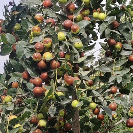 公子峪团队@最美乡村