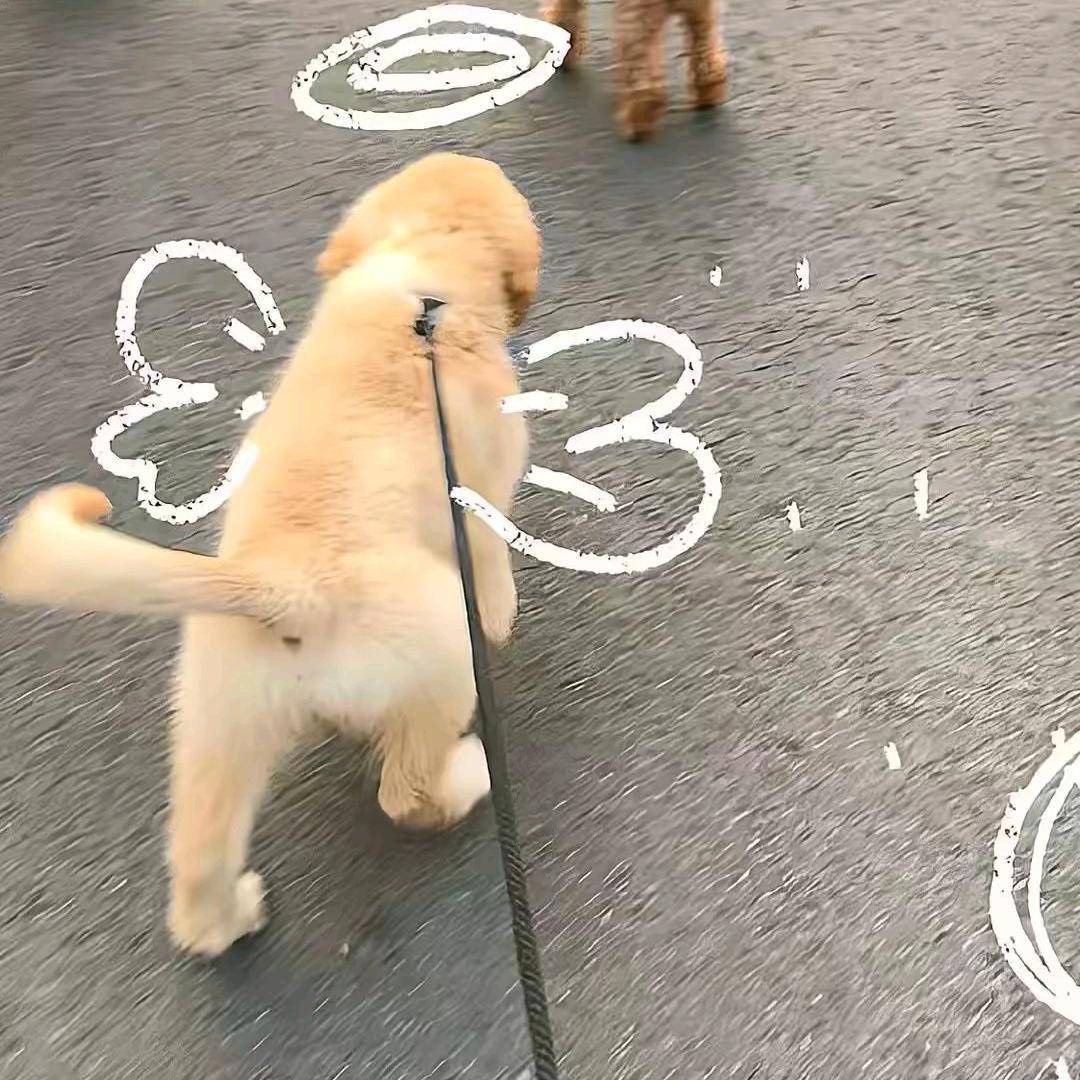 征哥