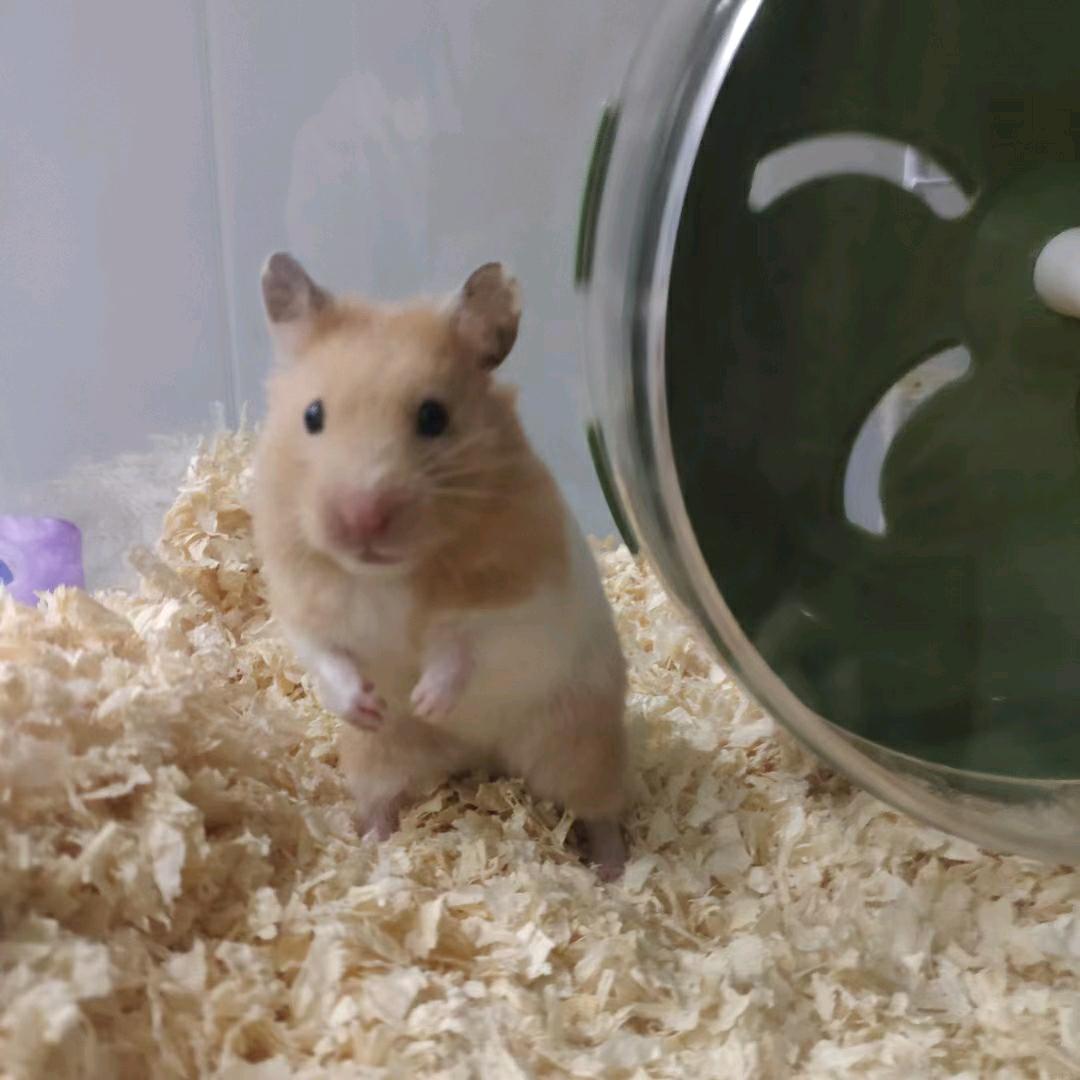 东北婆婆丁