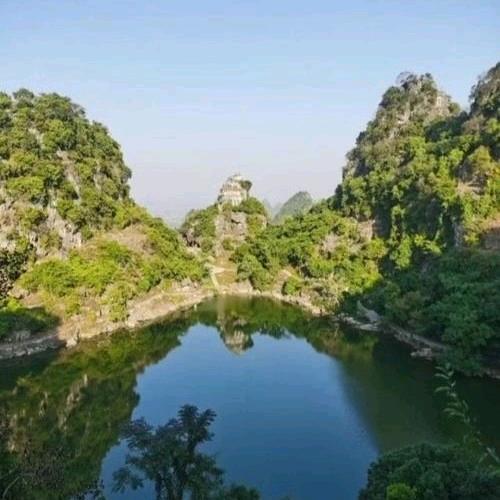 🌳