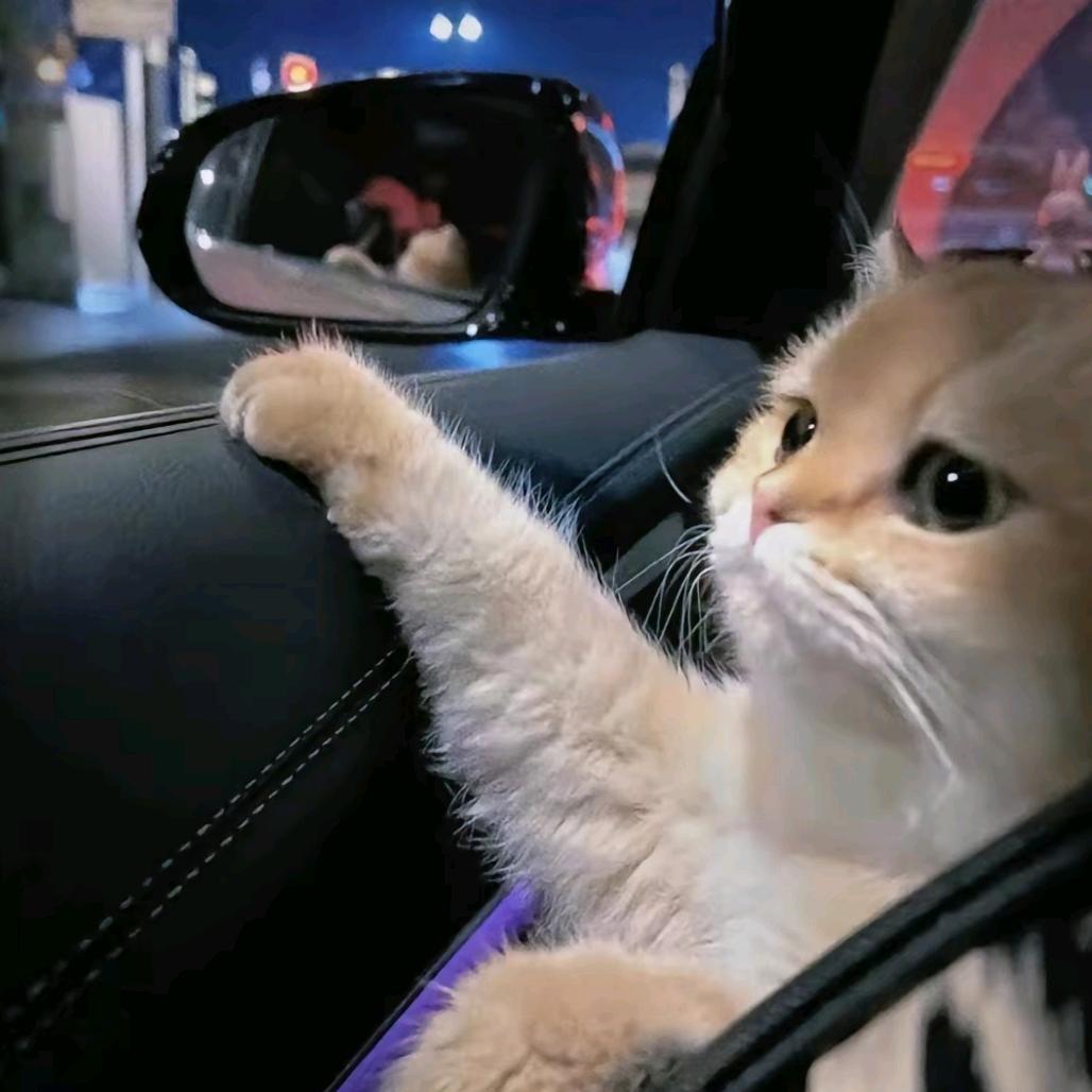•ᴗ•