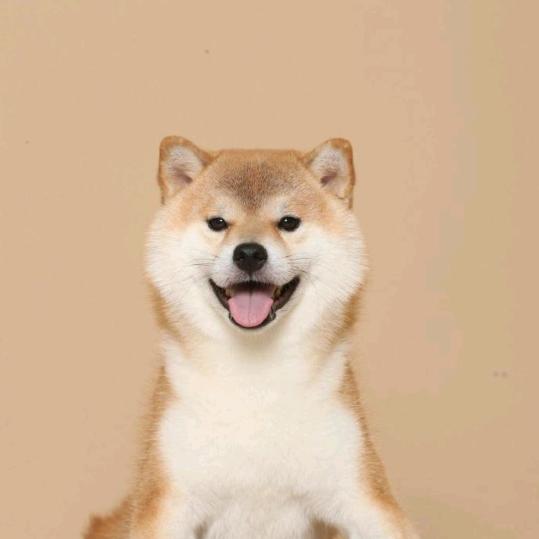 可爱修狗