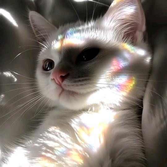 不吃猪猪