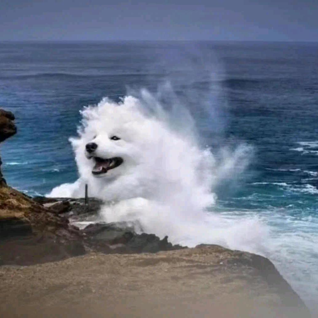 胖胖跑刀(三角洲行动)