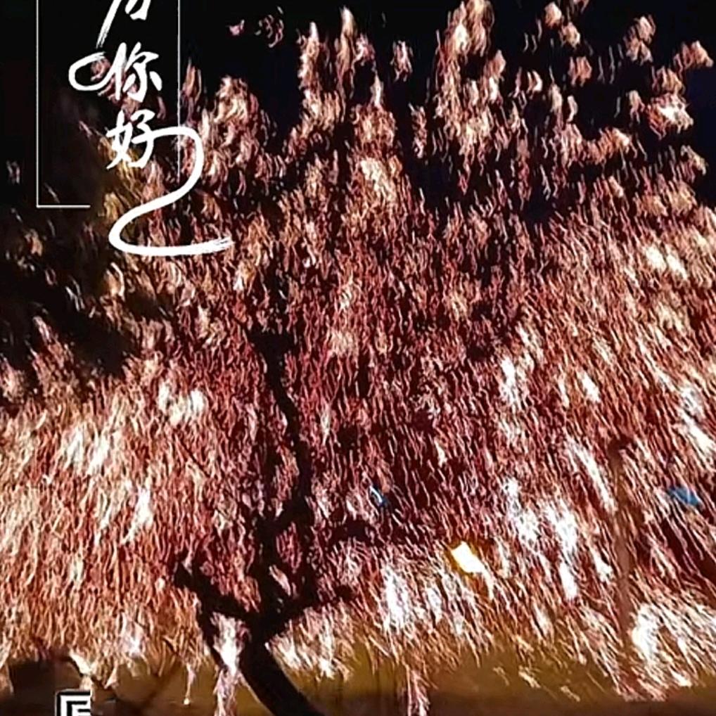 🥀⃟我老公᭄ꦻꦿ《老公》