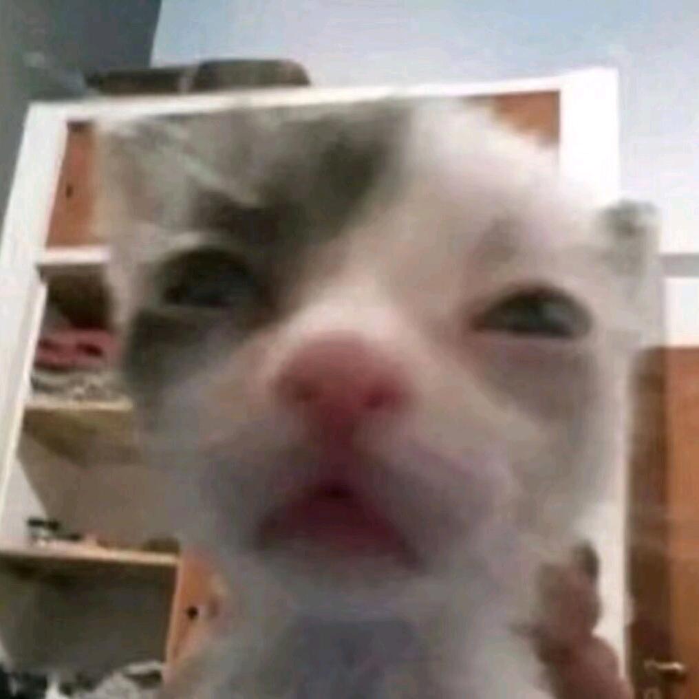 余余鱼 ʕ•̫͡•ʕ•̫͡•ʔ