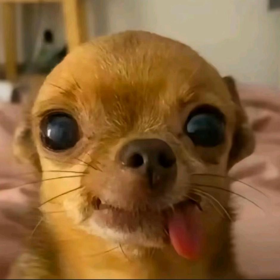邪恶吉娃娃
