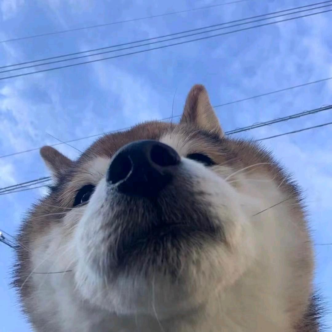 ㅤㅤ睡大觉