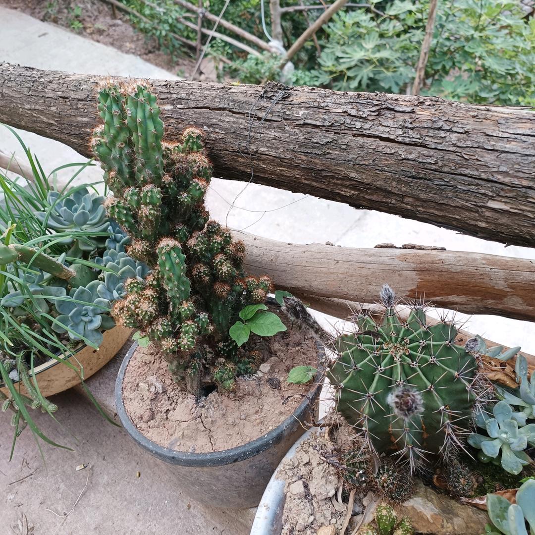 好人一生平安强哥