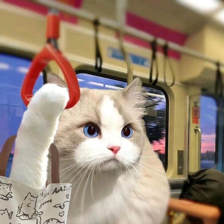 Cat↝ᴱˢ