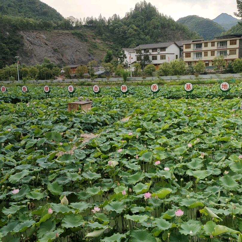 专业做彩钢瓦