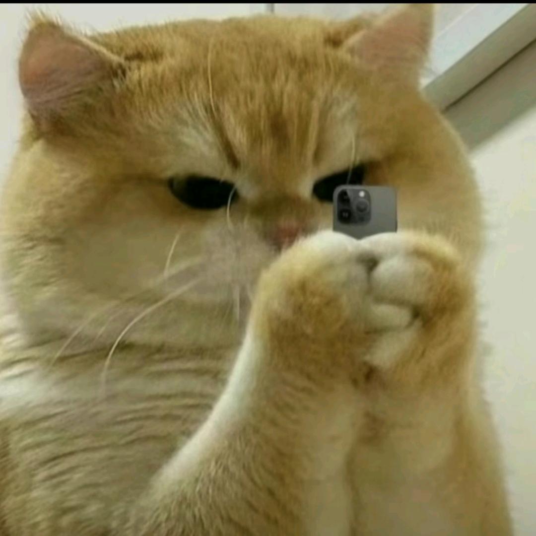 吃猫的老鼠.𝓨