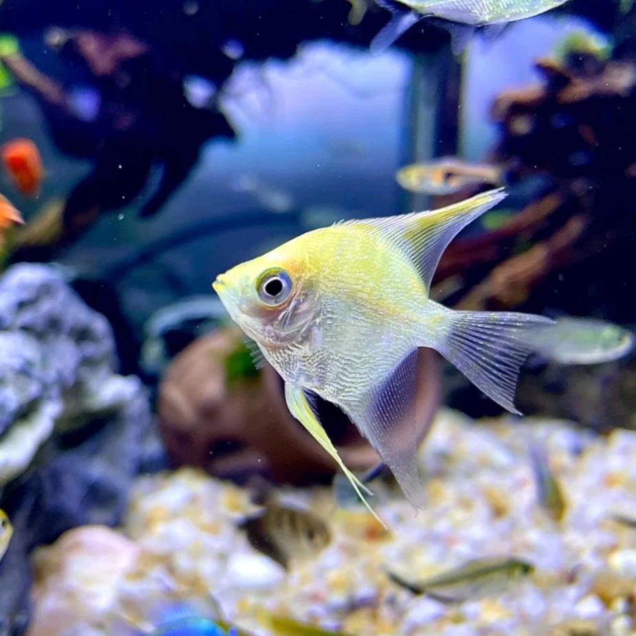 Angelfish
